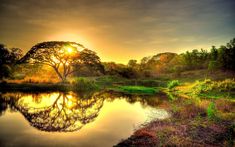 the sun is setting over a lake with trees in the foreground and grass on the bank