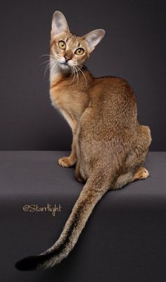 a cat sitting on top of a black surface next to a gray wall and looking at the camera