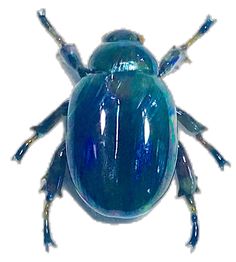 a blue beetle sitting on top of a white surface