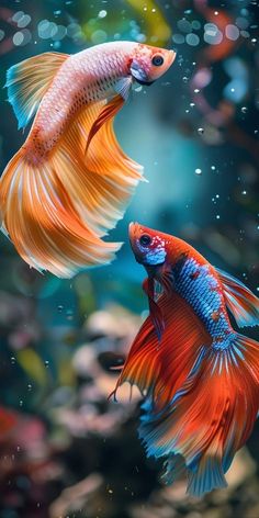 two orange and blue fish swimming in an aquarium