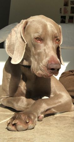 a brown dog laying on top of a tiled floor