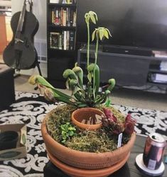 a potted plant sitting on top of a table next to a guitar and bookshelf