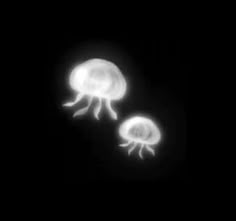 two jellyfishs floating in the dark with their tails curled back and legs spread out