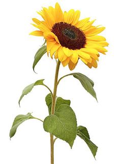 a single sunflower with green leaves on a white background