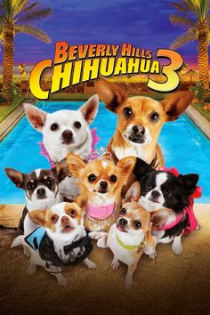 the movie poster for beverly hills chihuahua 3 starring dogs in front of a swimming pool