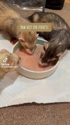 three ferrets eating food out of a bowl on top of a towel that says raw diet for ferrets