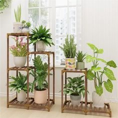 three different types of house plants on wooden shelves