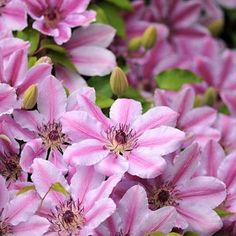 pink flowers with green leaves in the background