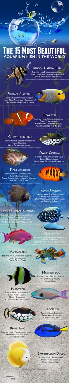 a poster with different types of fish in the water and on it's sides