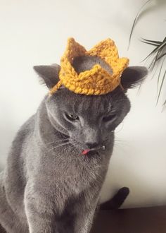 a gray cat wearing a crocheted crown sitting on top of a wooden table