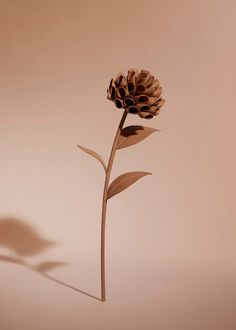 a single flower is casting a shadow on the wall