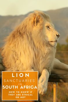 a white lion sitting on top of a wooden bench in front of a mountain range