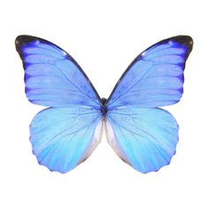 a blue butterfly with wings spread out