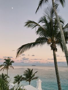 palm trees and the ocean at sunset