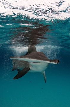 a shark swimming in the ocean with its mouth open