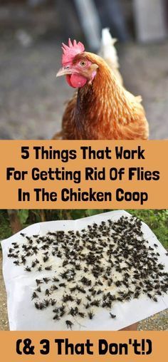 a chicken and some bugs on the ground with text that reads 5 things that work for getting rid of flies in the chicken coop