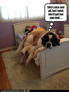 Just no room for the two of us! Anatolian Shepherd, 150 Pounds, Tibetan Mastiff, English Mastiff, Irish Wolfhound, Lap Dogs, Must Love Dogs