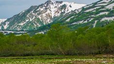 the mountains are covered in snow and green vegetation, with water lilies growing on the ground