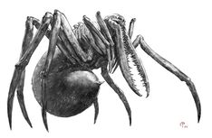 a black and white drawing of a spider with its legs spread out to the side