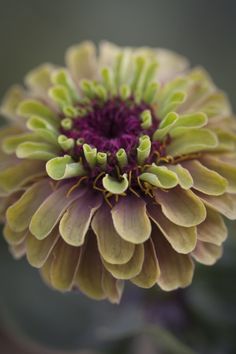 a close up view of a flower with green and purple petals on the top part of it