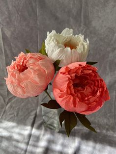 two pink and white flowers in a clear vase on a gray background with some green leaves