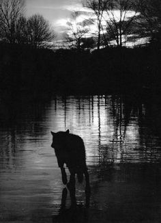 a black and white photo of a horse standing in the water at night with its head down