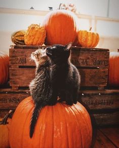 a cat sitting on top of a pumpkin in front of some crates and pumpkins