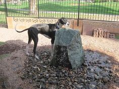 a dog standing on top of a pile of rocks