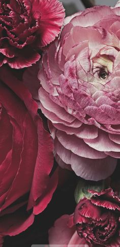 a close up view of some pink flowers