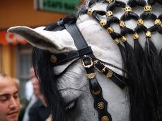 a white horse with black manes and gold decorations on it's head is standing in front of a crowd