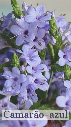 purple flowers with the words camarao - azul written in spanish above them