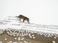 a cheetah walking across a snow covered field with lots of white plates on the ground