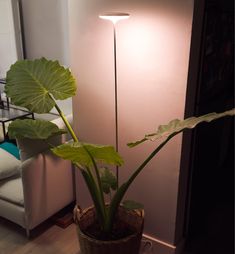 a potted plant sitting on top of a wooden table next to a light fixture