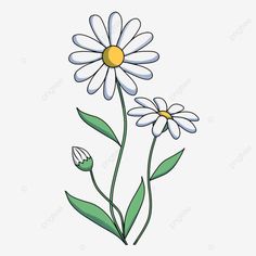 two white flowers with green leaves on the stems, flower, plant png and psd