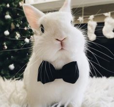 a white rabbit wearing a black bow tie sitting on top of a fluffy rug next to a christmas tree