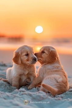 two puppies are sitting on the beach at sunset