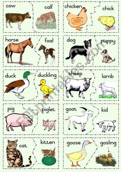 an image of animals and their names in the english speaking words game with pictures on them