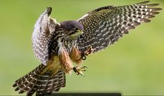 a bird with it's wings spread out and its mouth open while perched on a post