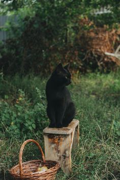 a black cat sitting on top of a wooden box next to a wicker basket