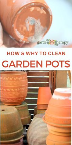 how and why to clean garden pots with the help of an expert gardener's guide