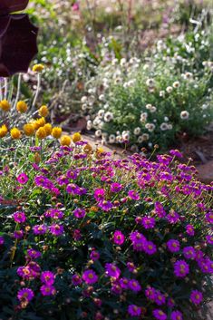 purple and yellow flowers are growing in the garden