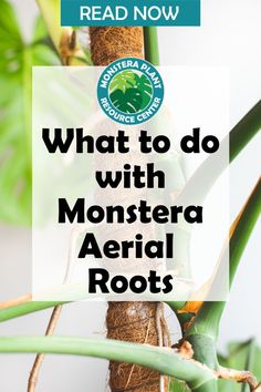 a plant with the words what to do with monstera aerial roots