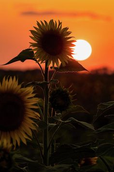 the sun is setting behind two large sunflowers