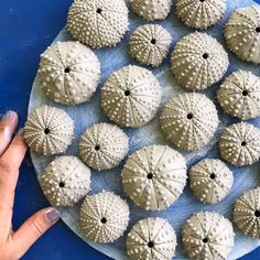 a plate that has some sand dollars on it and someone is holding the top one