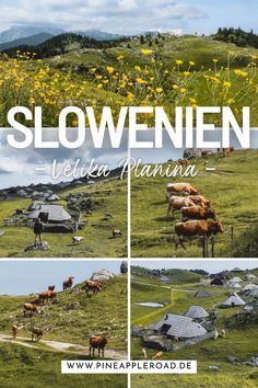 several pictures of cows grazing in a field with yellow flowers and mountains in the background