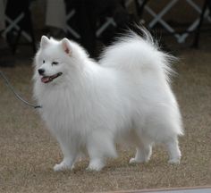 a small white dog standing on top of a grass covered field