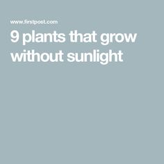 the words 9 plants that grow without sunlight