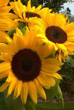 three large sunflowers are in a vase outside