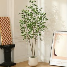 a potted plant sitting on top of a wooden table next to a framed photograph