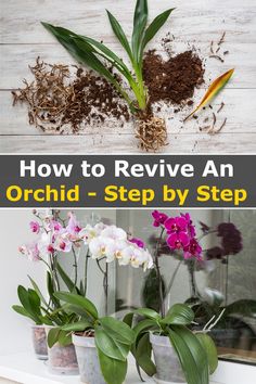 how to revive an orchid - step by step guide for beginner gardeners